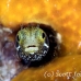 blenny_secretary_dome_nwp_h_0277_tci2228.jpg